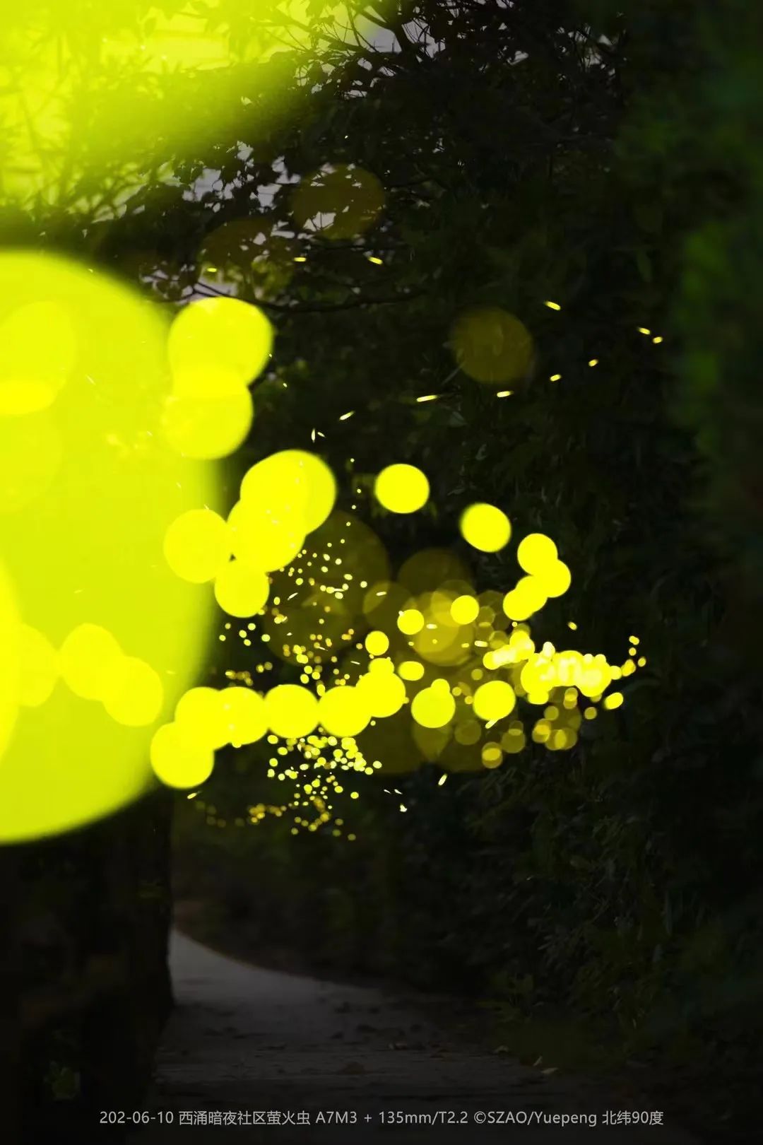 成群萤火虫美如星河！深圳这个暗夜社区要火了