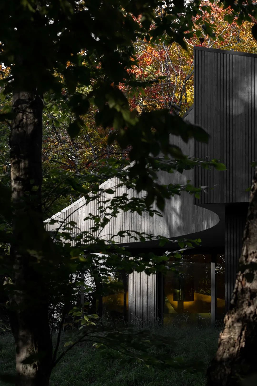 他们把家搬到了森林里，一间森林