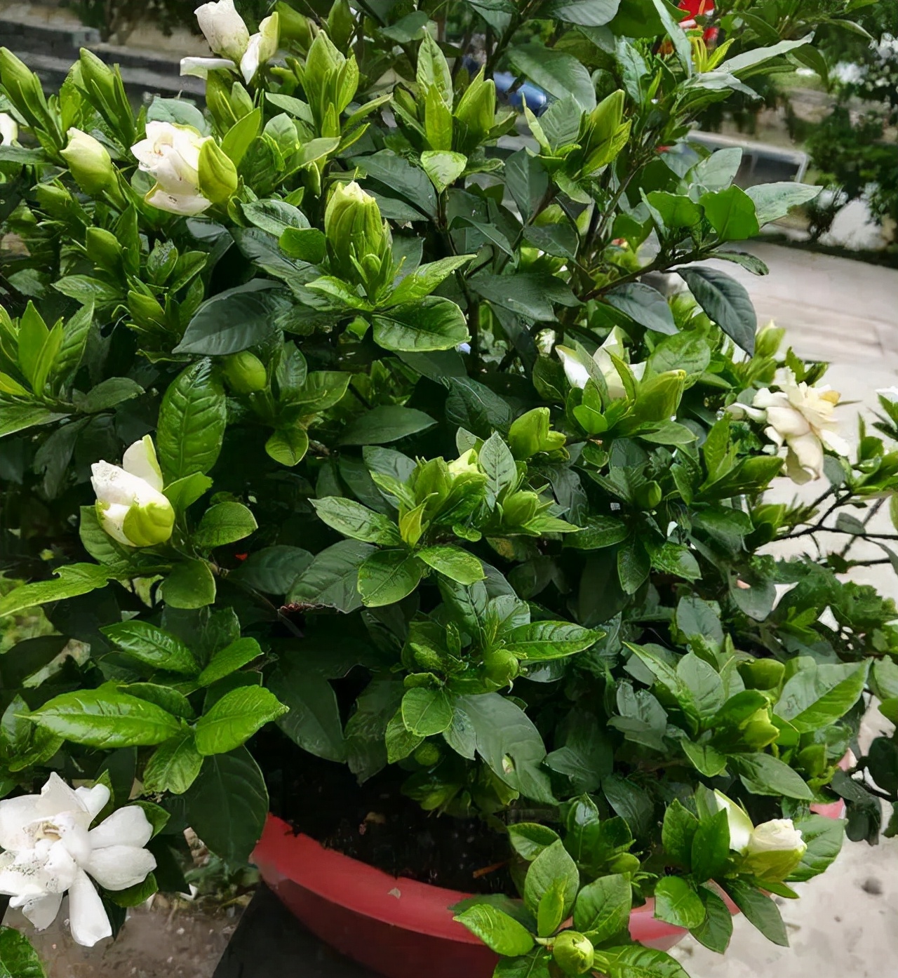 水培栀子花叶子发黑出油,怎样养好栀子花盆栽视频