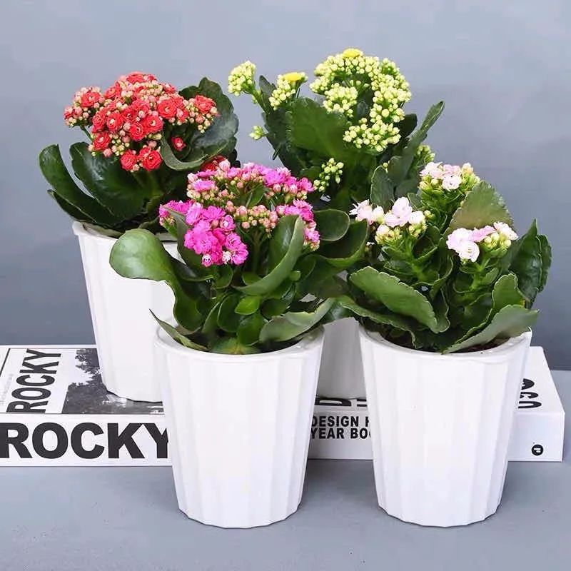 养这10种花越养家里越干净,适宜在家中养的10种花排名