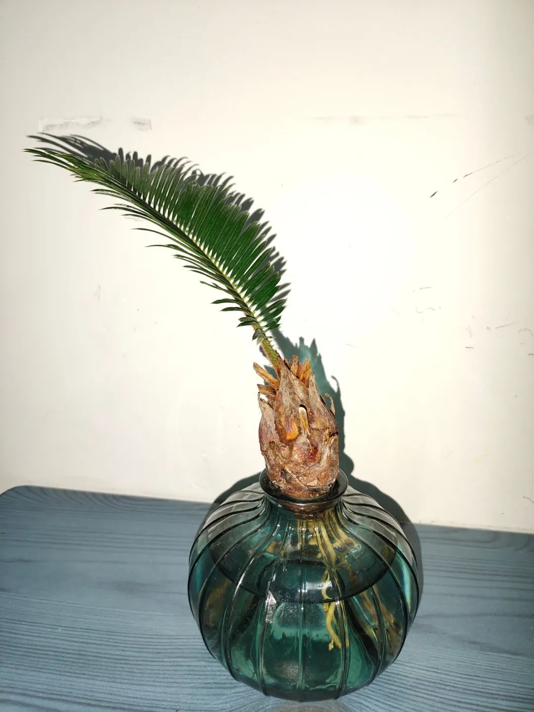 养花好物神器,花友必备神器