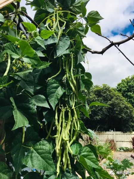 在澳洲种菜日记,我在澳洲学医