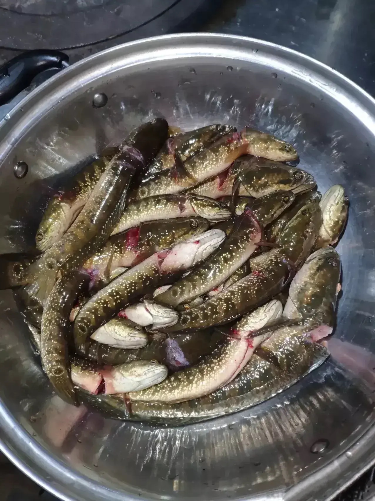 广西老乡在池塘捕获大量花星鱼，广东网友：太羡慕了，这鱼可好吃