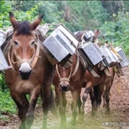 攀登武当山的马邦