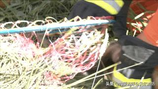 黄鼠狼跑超市好吗,黄鼠狼进超市偷蛋