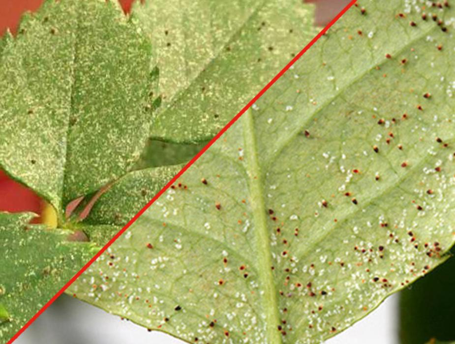 怎样消灭红蜘蛛最有效的方法,红蜘蛛如何彻底爆发