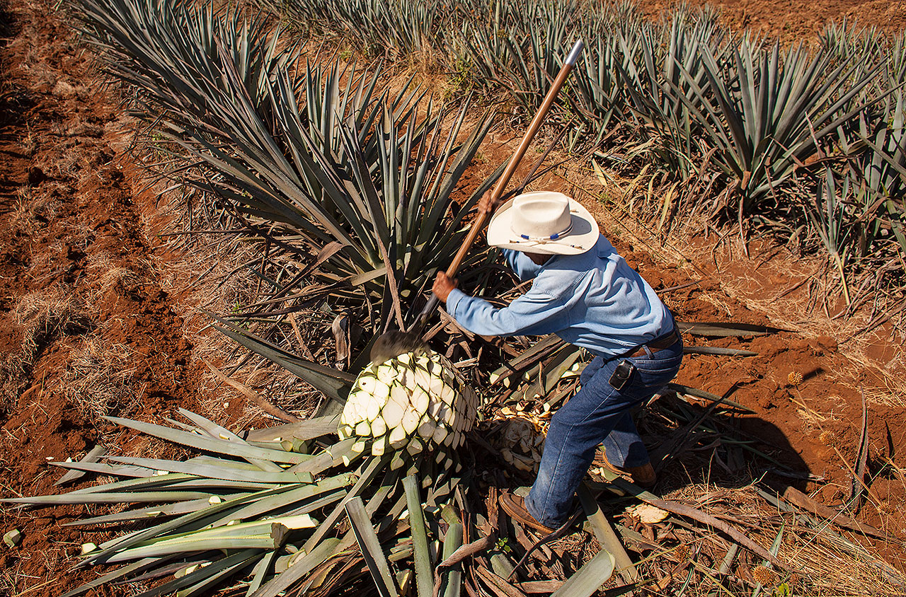 特基拉酒和龙舌兰酒的区别,龙舌兰索特基拉酒