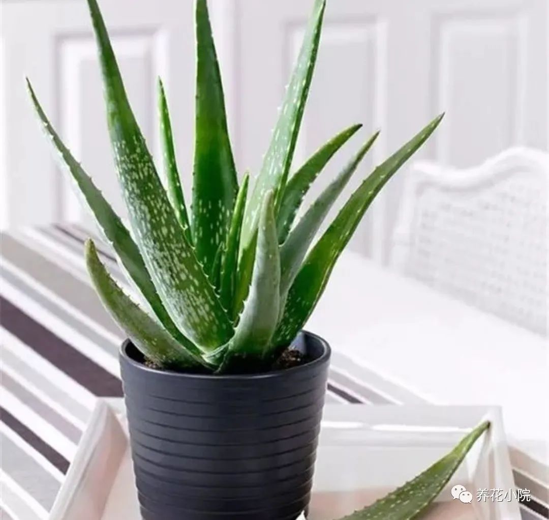 一年四季在客厅都好养的花,一年四季适合室内养又便宜的花