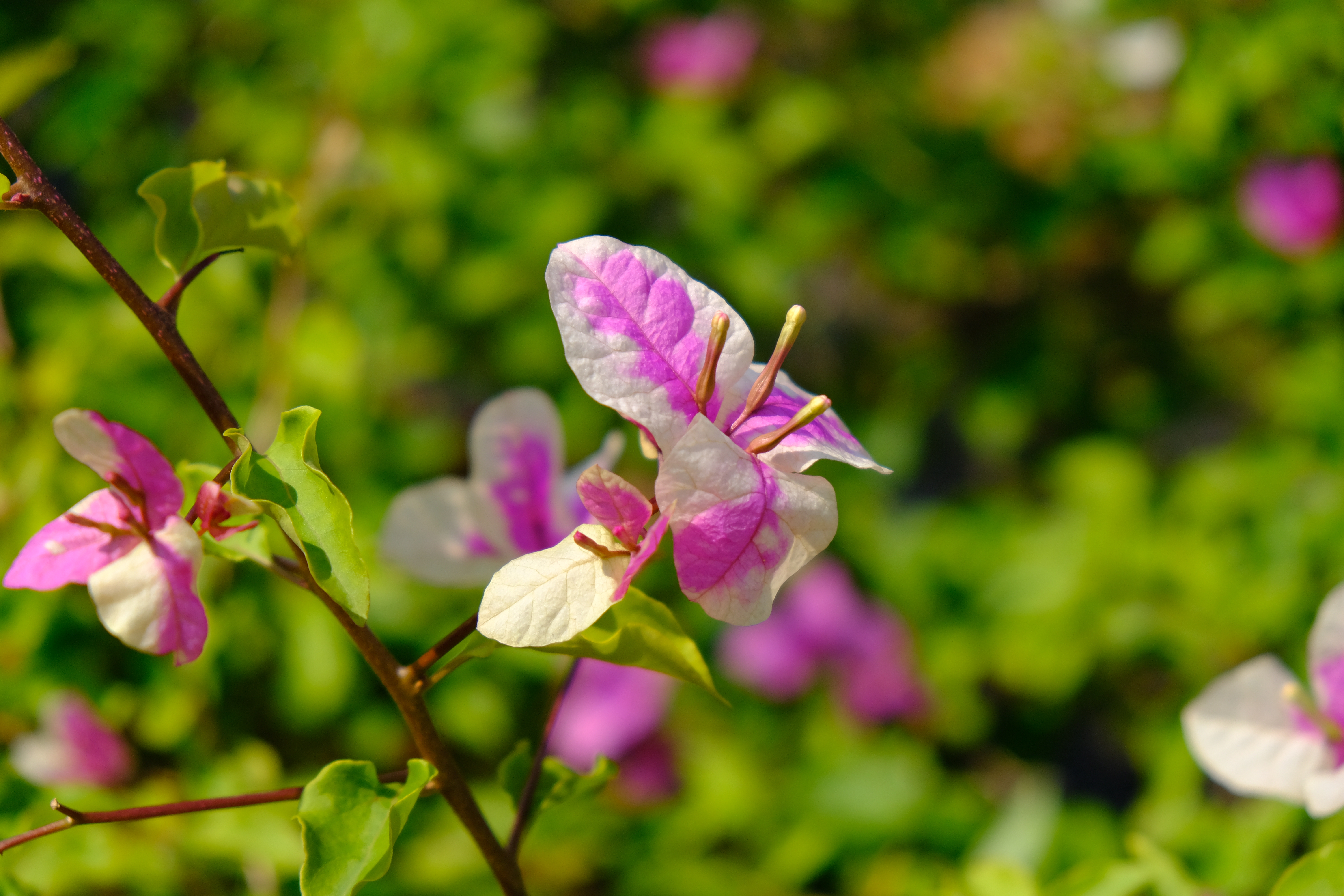 富士xt3配1855镜头拍摄效果,富士xe3套机镜头