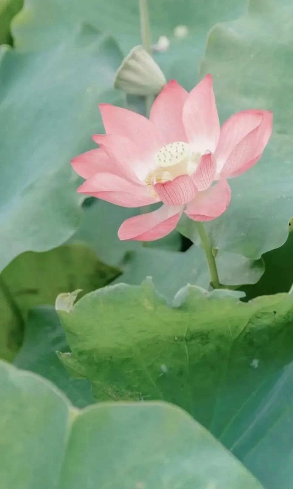 莆田荷花花海,莆田哪里荷花开了
