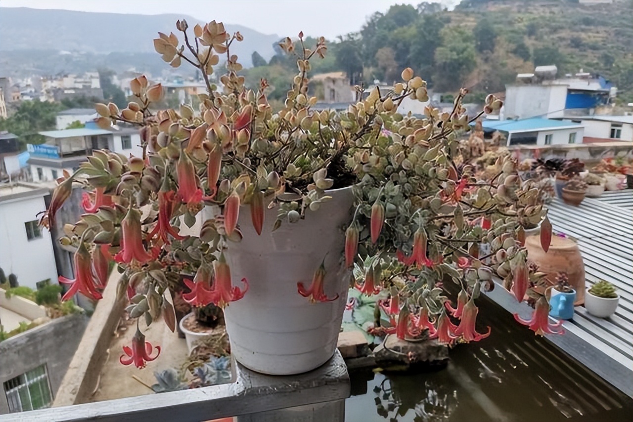 好养容易爆盆的多肉,容易爆盆又好养的多肉