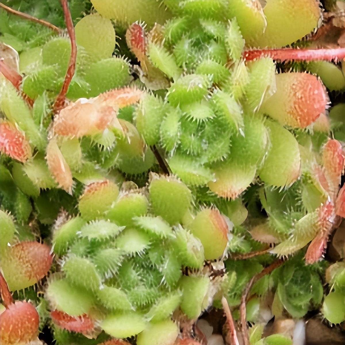 102个大类近500个多肉植物图片，都极其美丽，建议在家中也养一盆