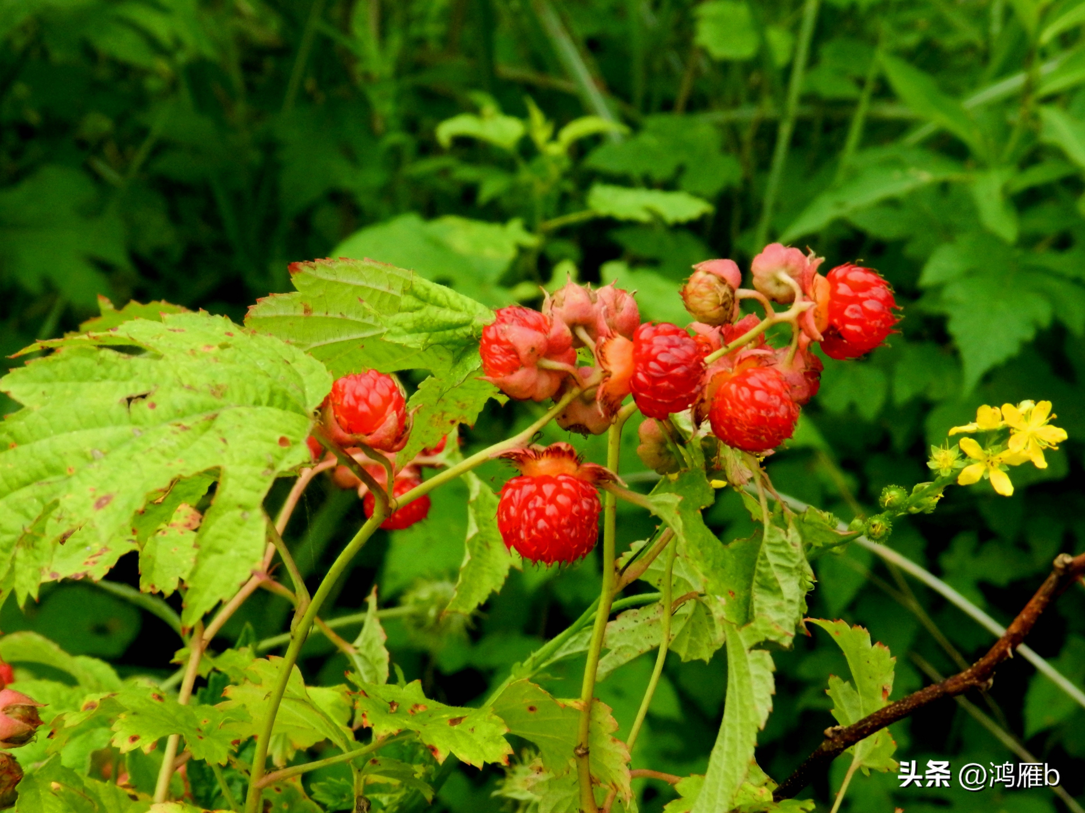 又到了吃薄荷的季节,又到了吃藕梢子的季节
