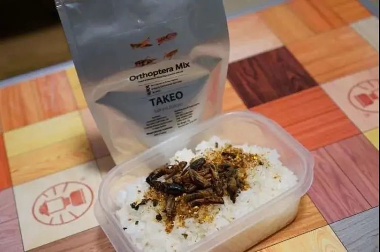 日本活体昆虫自助售卖机,日本街头自动售卖机都卖啥