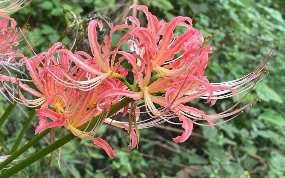 越漂亮的花越有毒快来认识这18种,什么花特别好看却有毒