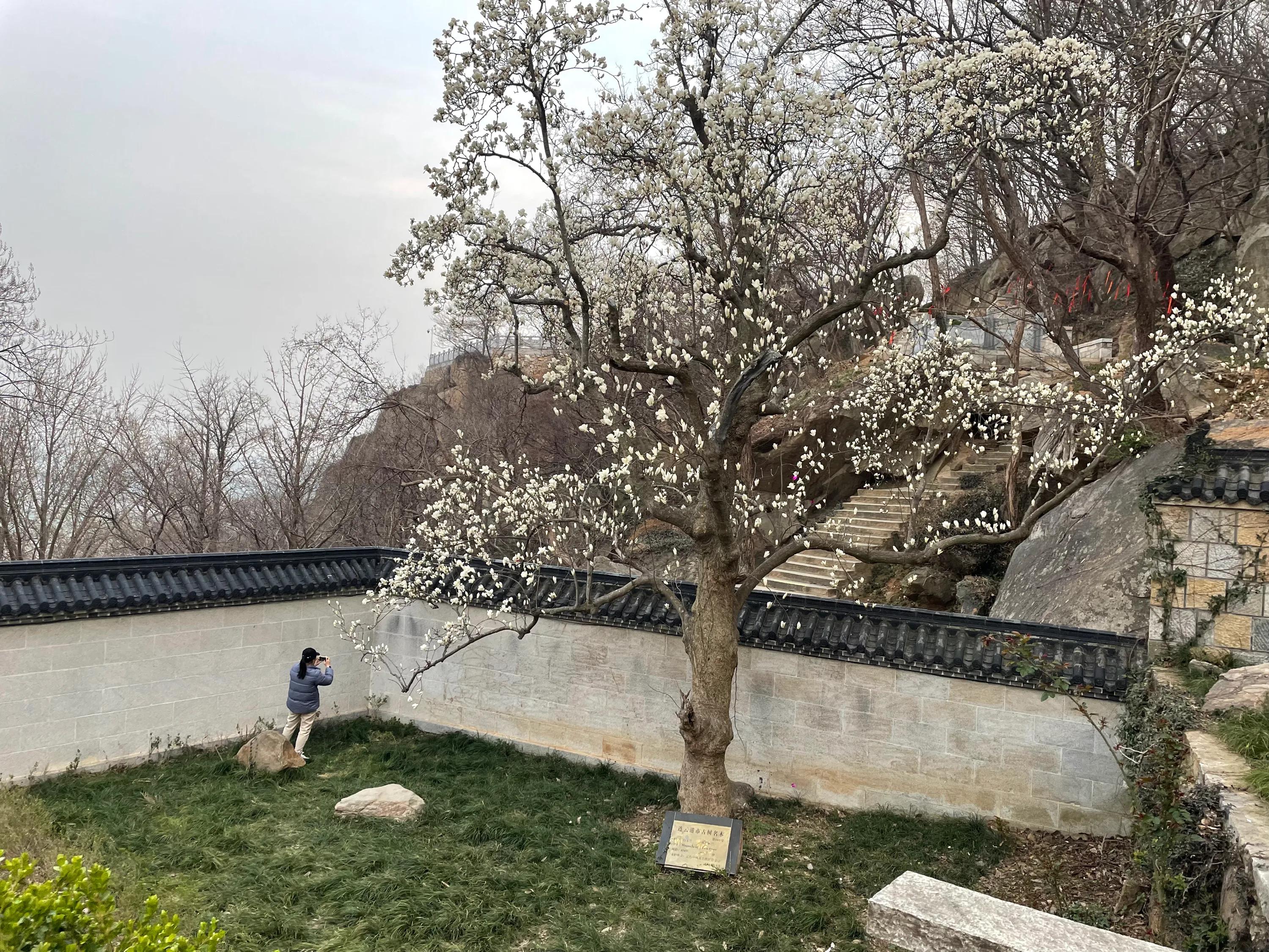 新学年第二学期No.198英语金句加外刊东磊花王白玉兰