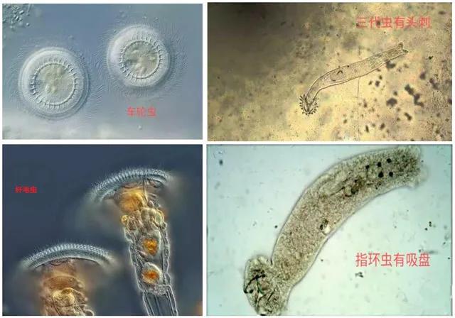 泥鳅冬季开花的养殖技术,泥鳅开花做法