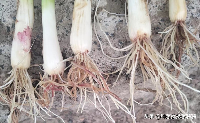 大葱根腐病症状图片,大葱根腐病的防治方法