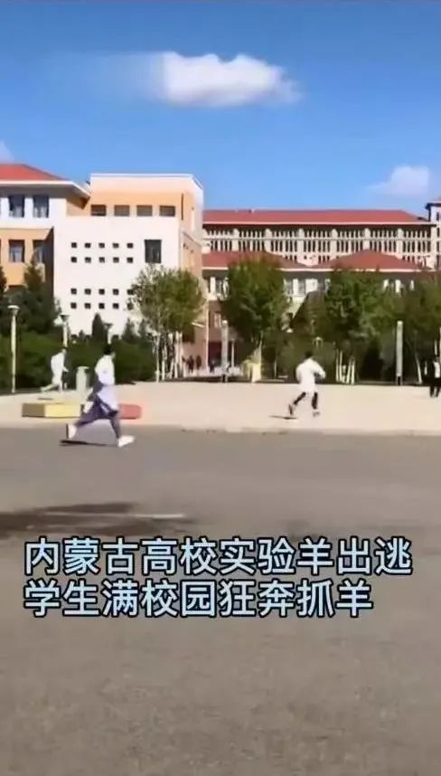 被黑天鹅打了,被黑天鹅打了一顿