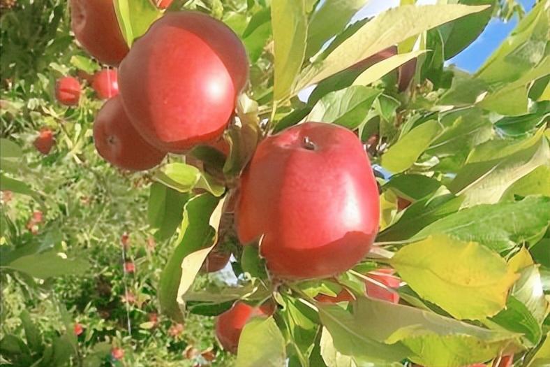红富士苹果出口哪些国家,第一个出口的苹果