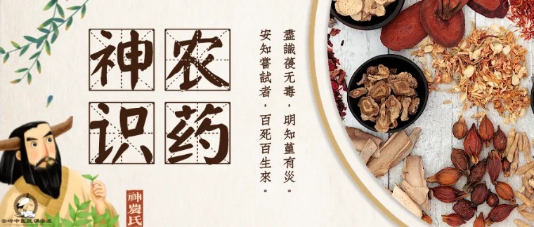 神农本草经关于蒲公英的功效,中医认为蒲公英具有清热解毒