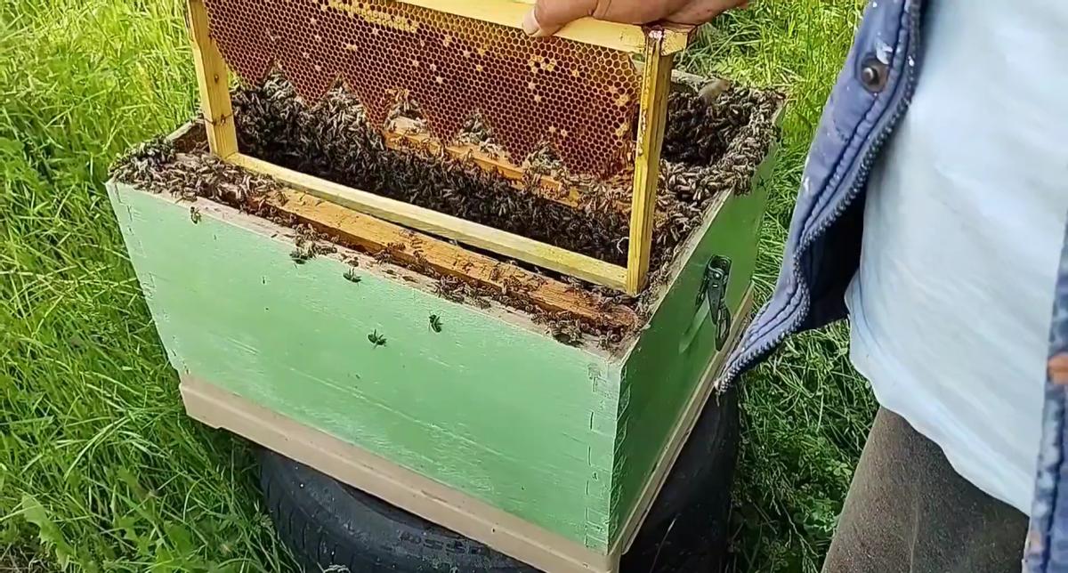 不耽误繁殖的育王方法,养蜂不会育王更换新王怎么办