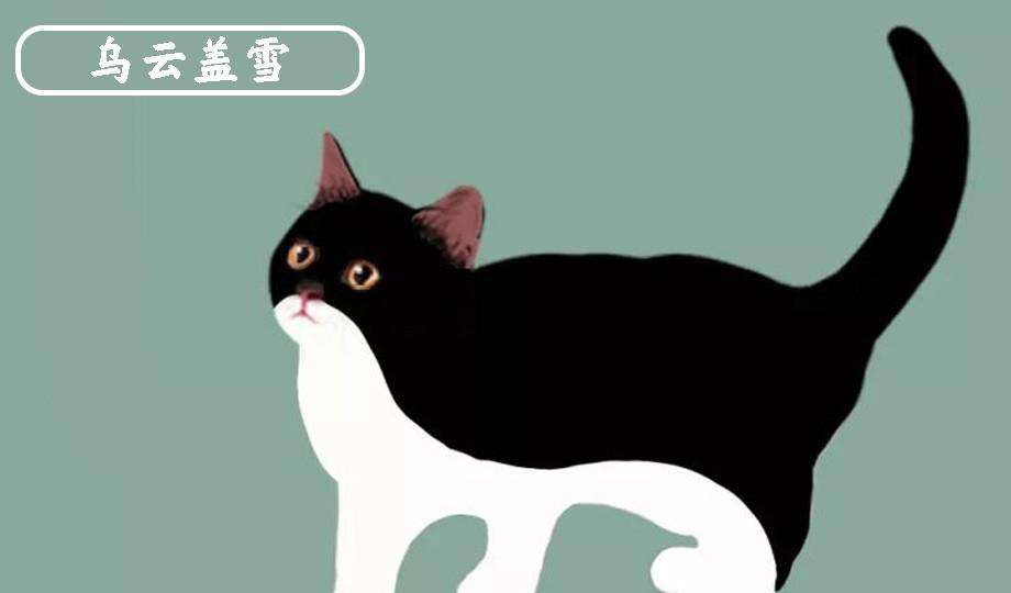 什么样的猫是旺家喵,旺家猫的长相和特征