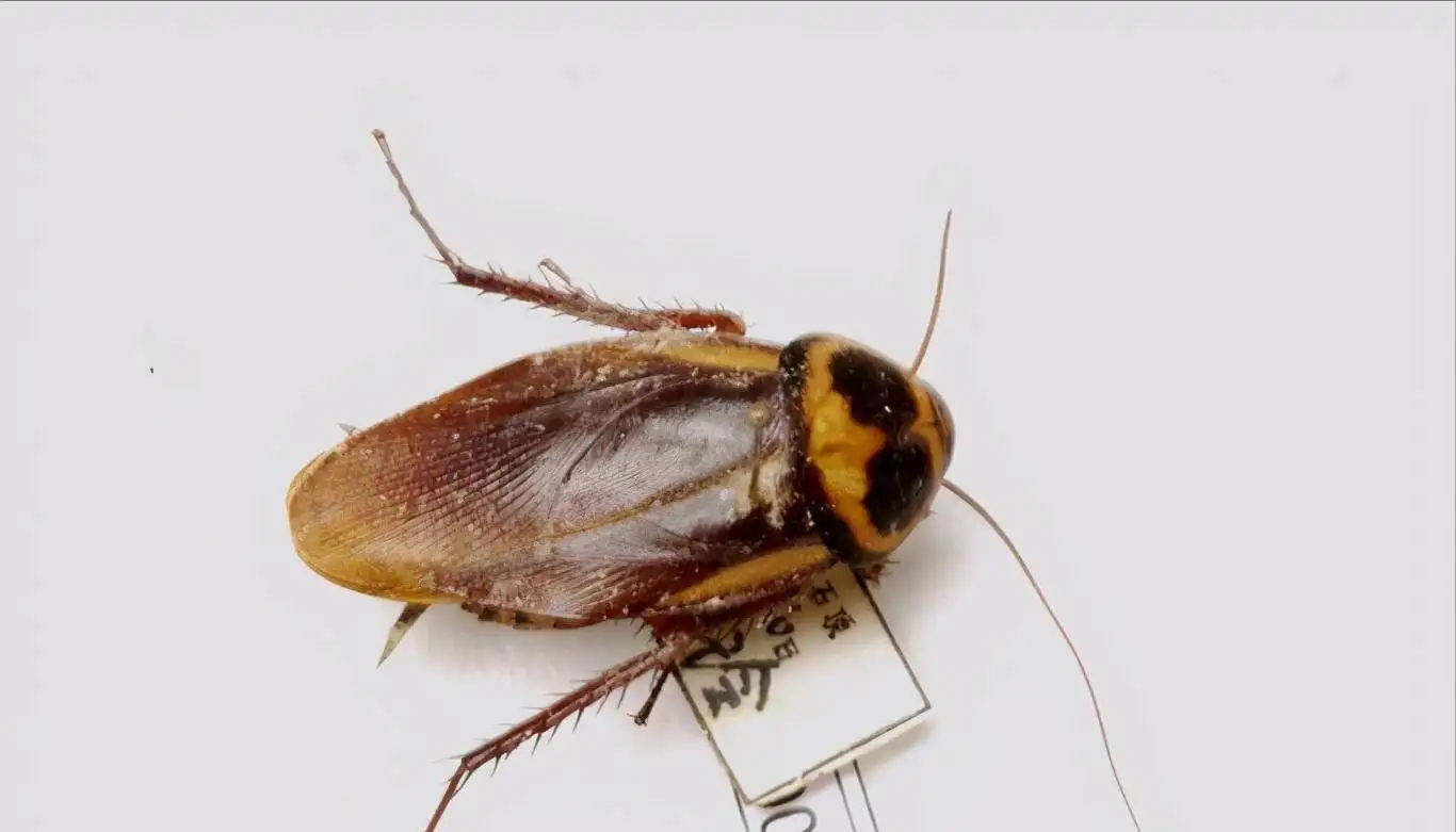 引人不适的蟑螂,让人细思极恐的蟑螂