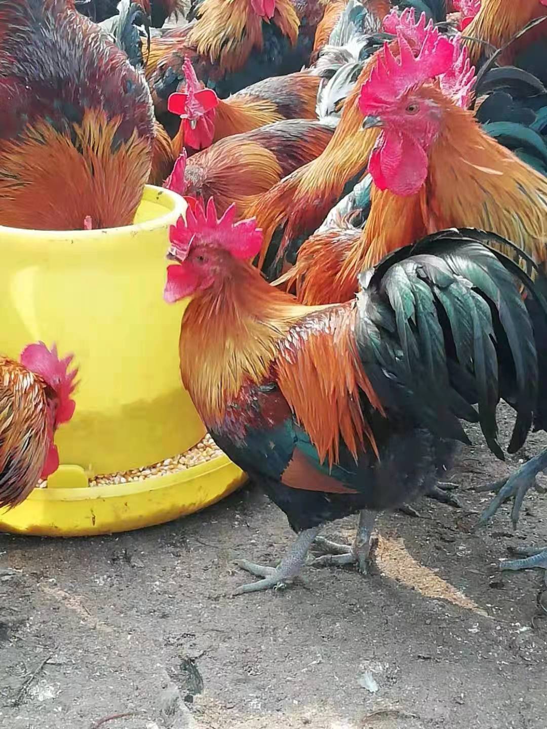 创业养土鸡怎样才赚钱,年轻人创业养土鸡好吗