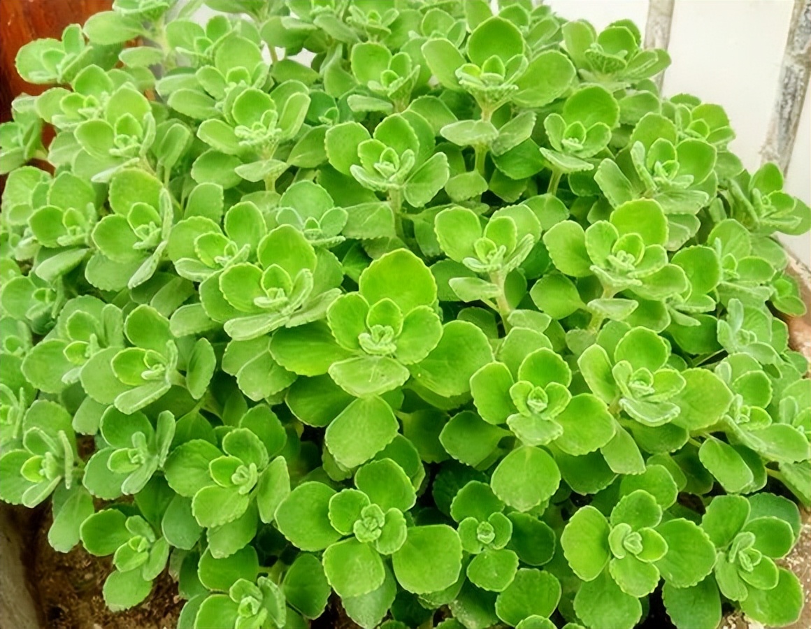 种什么蔬菜可吸甲醛,适合家庭种植的除甲醛植物