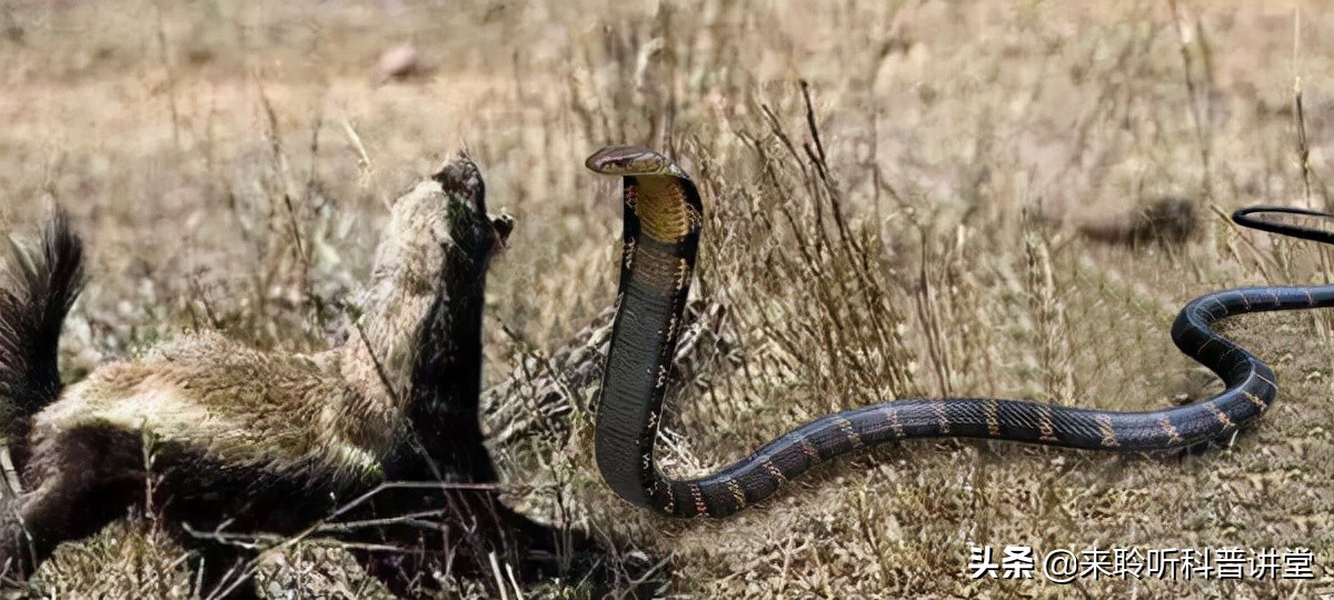 蜜獾能免疫眼镜王蛇的毒吗,眼镜蛇的天敌蜜獾