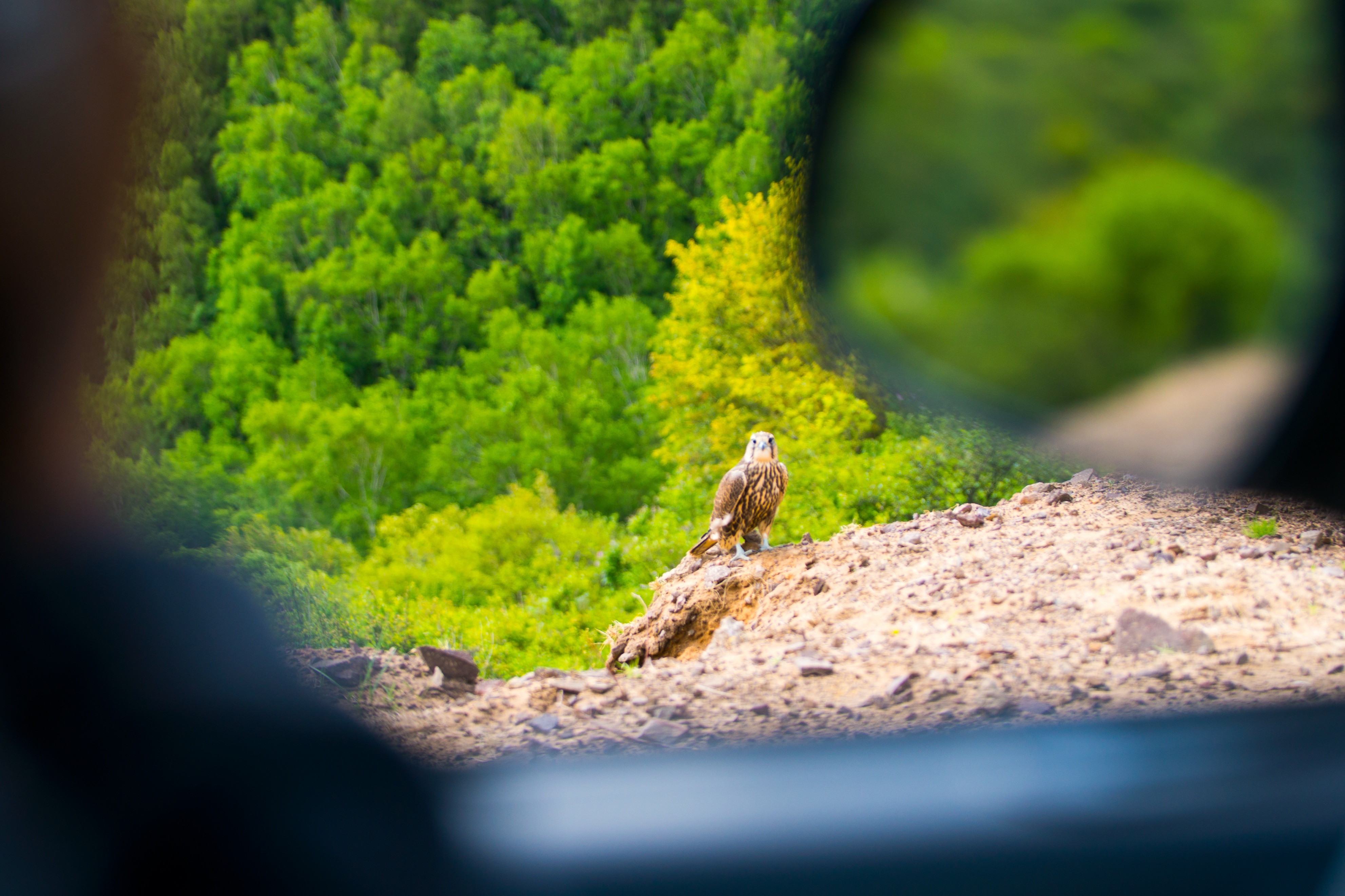 五一假期人从众出游,五一出游人从众何去何从