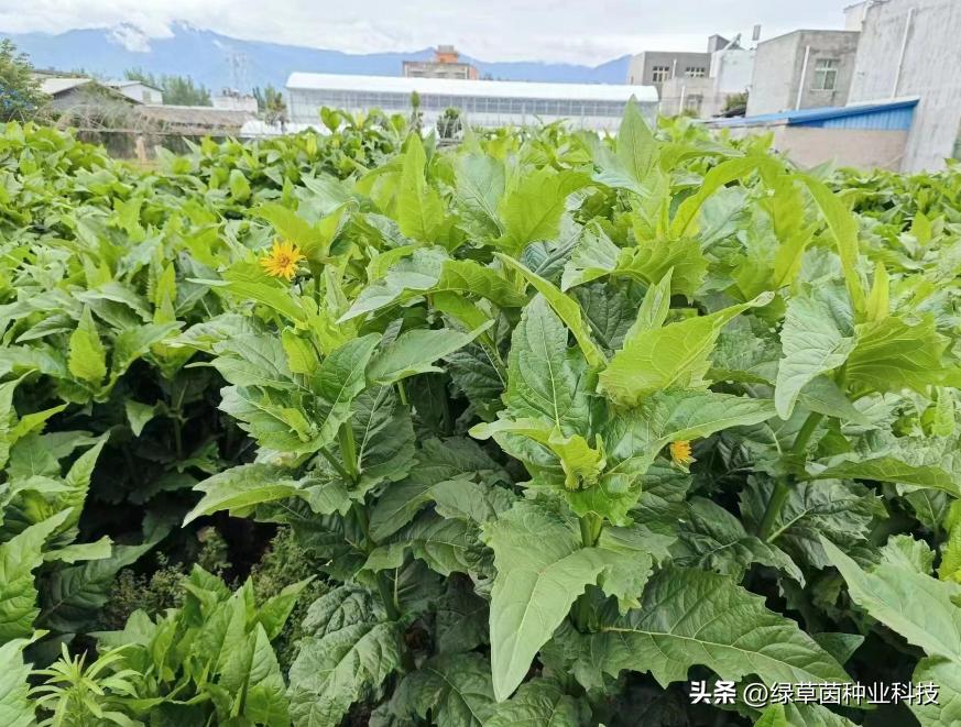 打着助农旗号的骗子,警惕乡村振兴补贴诈骗