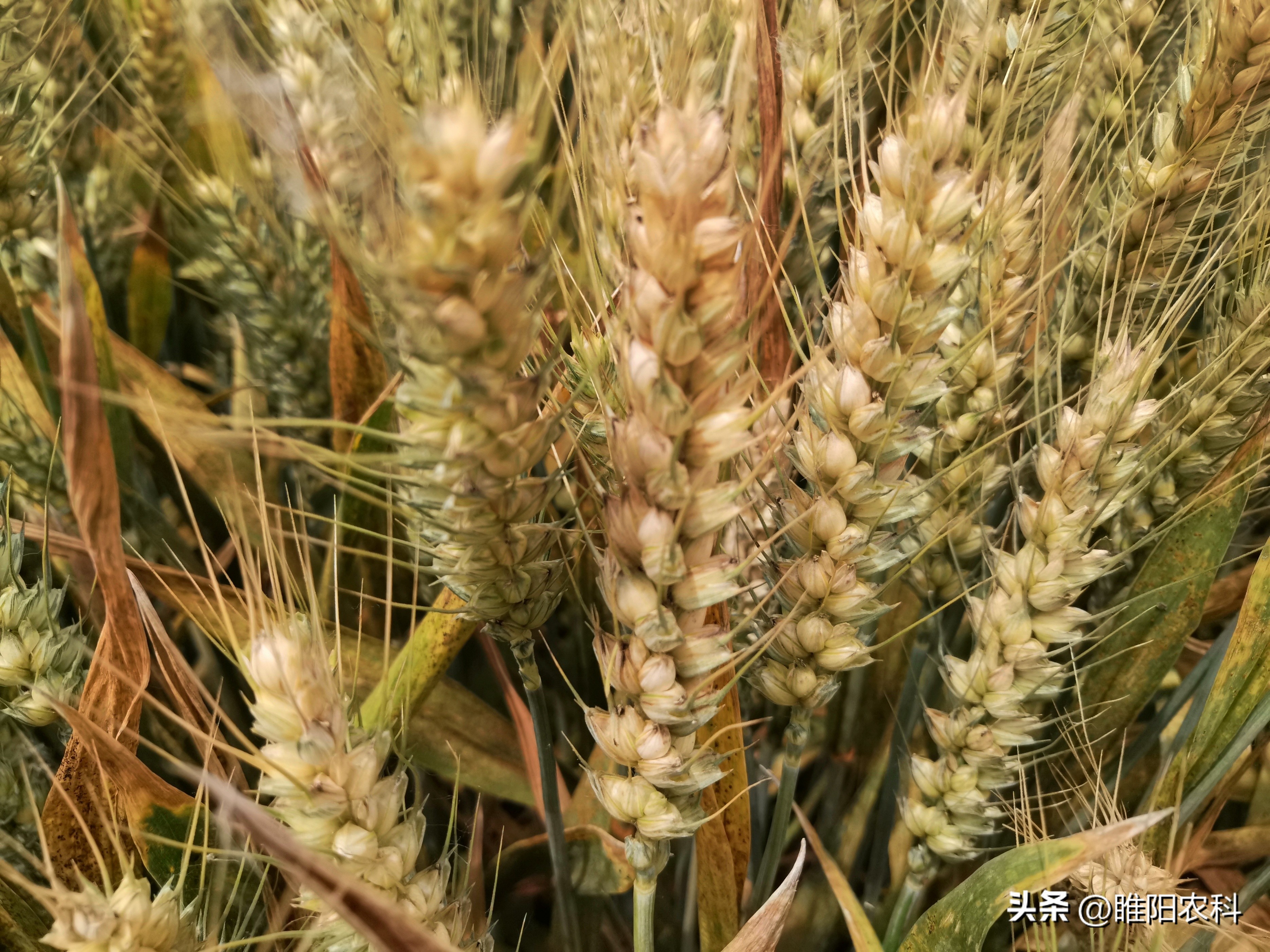 安徽地区种什么品种小麦好,小麦高产品种安徽可种