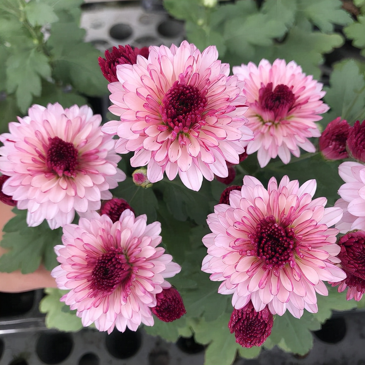 花园里的月季花竞相开放,花园里有7盆月季30盆菊花