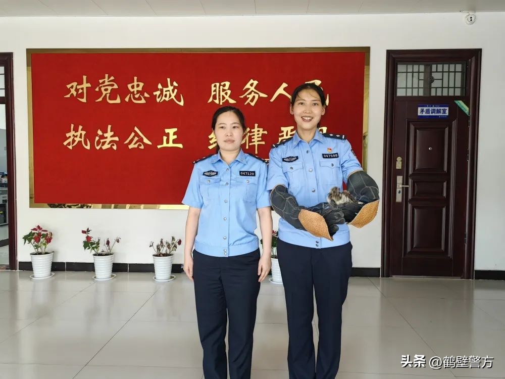 高温酷暑保平安丨热晕啦！鹤壁公安救助一只中暑杜鹃