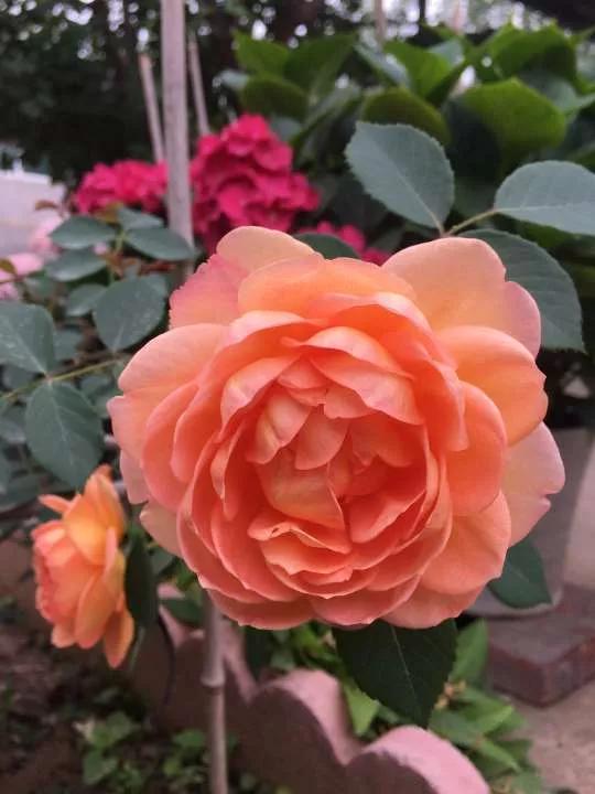 月季品种醉花,月季品种大全及图片欣赏