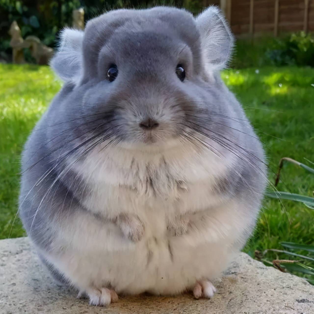 除了猫狗还有哪些适合家养的宠物,除了猫狗可以养别的什么宠物