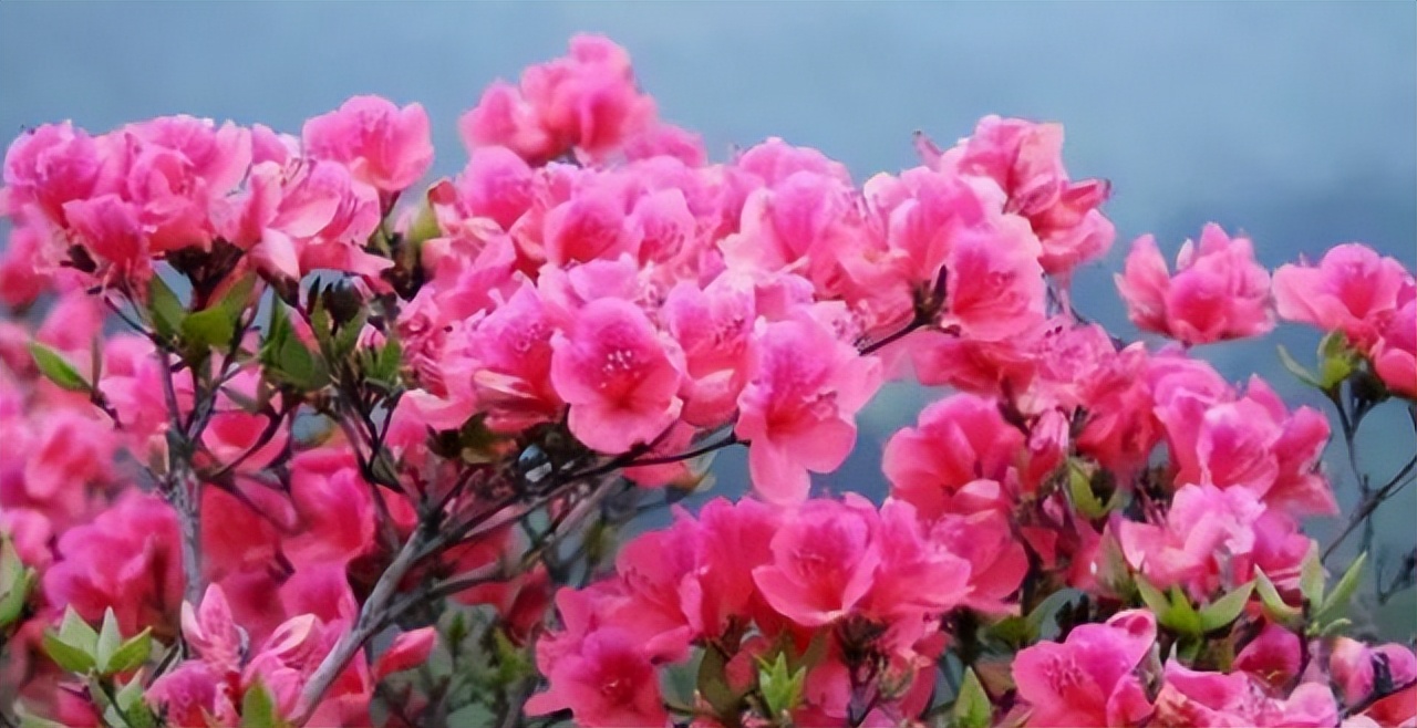 中国十大名花排行榜及图片,中国十大名花明细