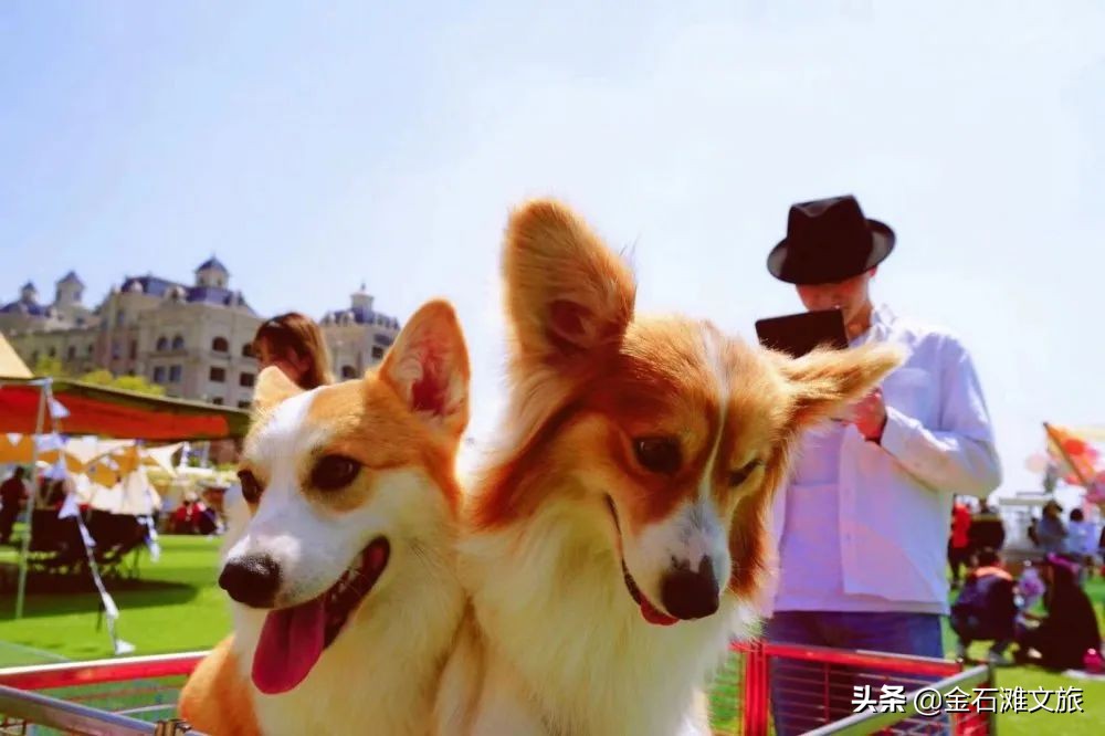 在金石滩时光海格调营地枕着星空入眠！