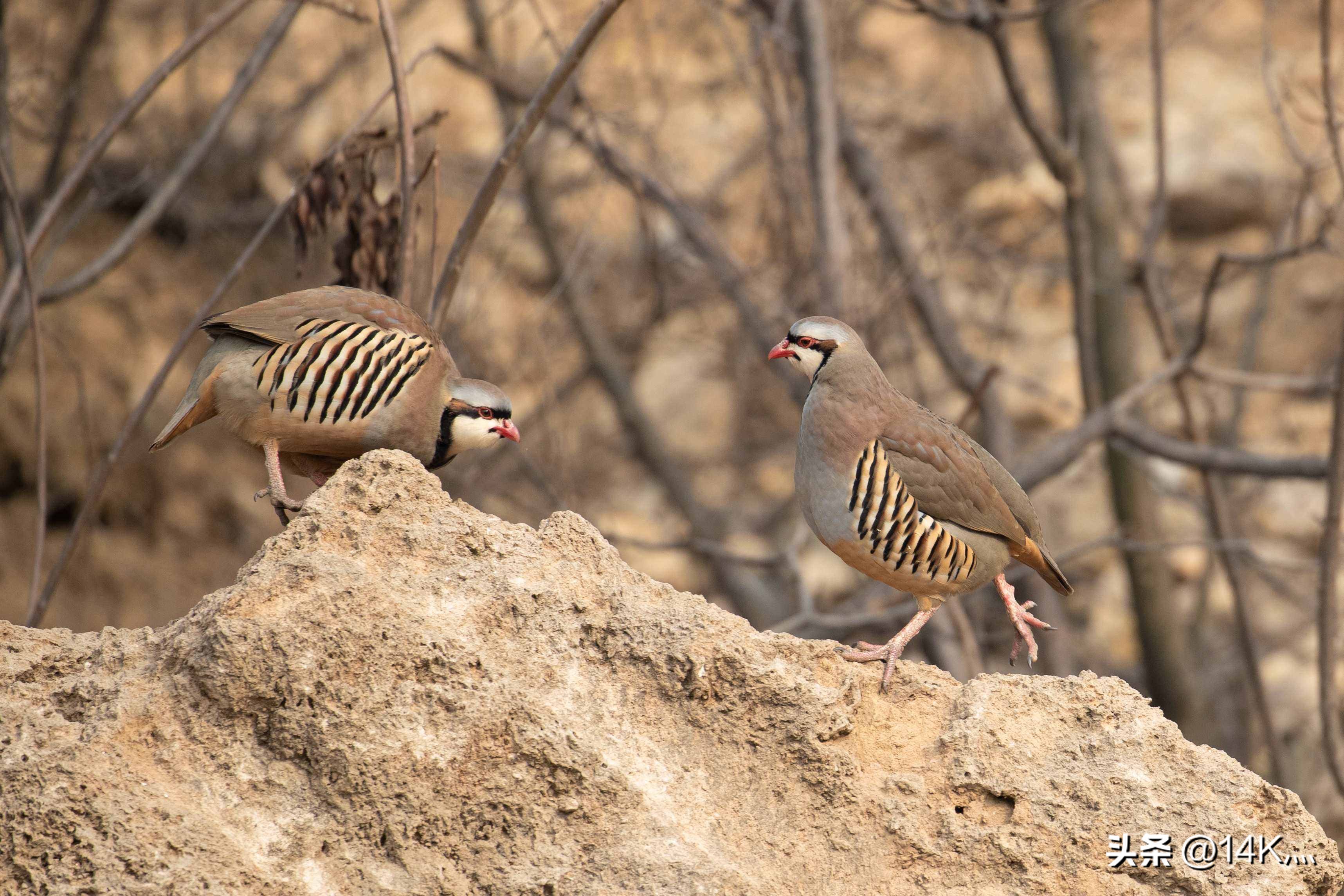 新疆诡事录昆仑篇19,新疆诡事录3昆仑篇6
