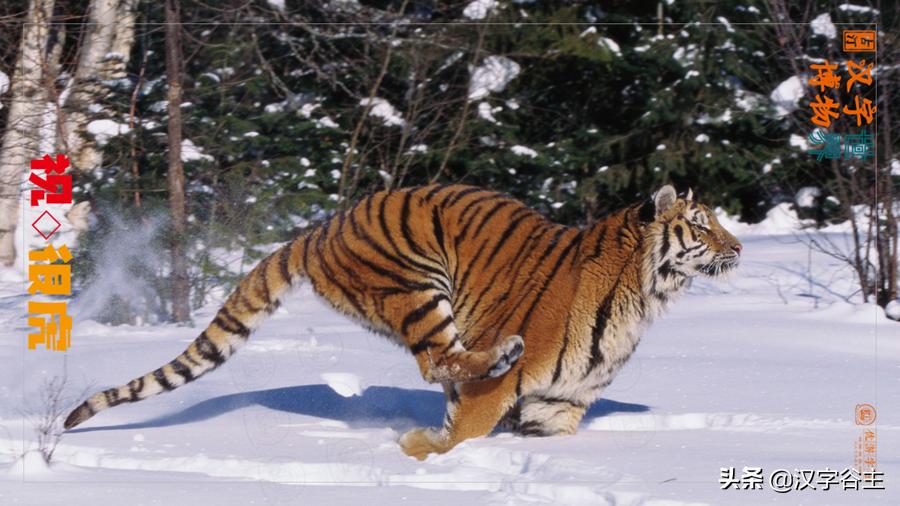 虎年带虎的成语,搜集有关虎年的成语十则