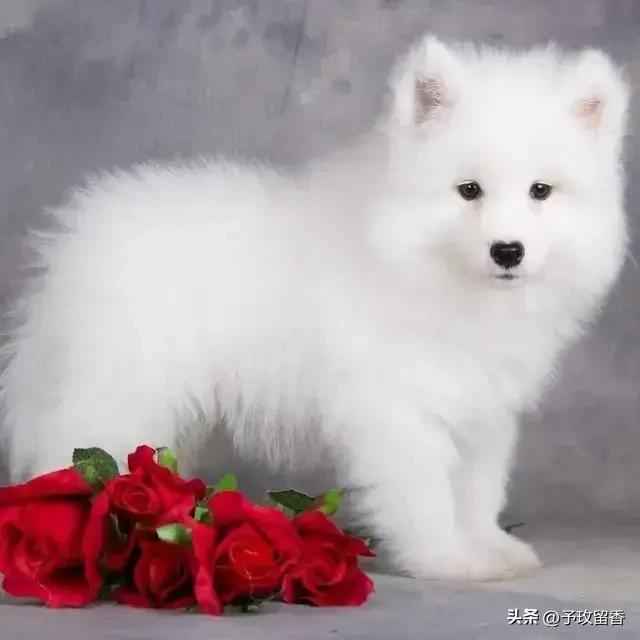 狗的种类常见宠物狗的品种及特点,宠物狗种类及特点