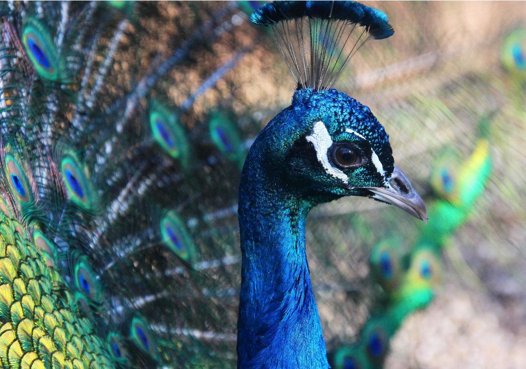 鸡窝真能飞出“凤凰”！安徽居民家中惊现大鸟，专家竟认错物种？