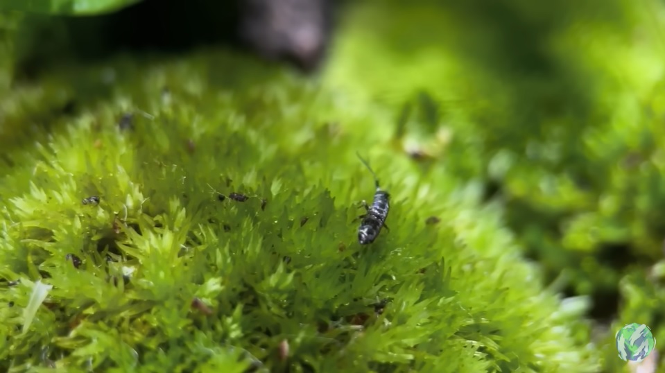 美国小哥在卧室建出一缸热带雨林，食物链环环相扣，太强了