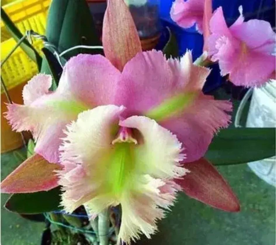 兰花的唯美图片,珍稀兰花各色大全