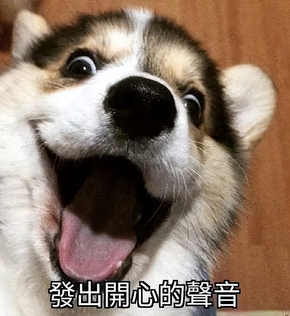 什么狗聪明听话又好养有安全感,狗有哪些特征就是一条好狗