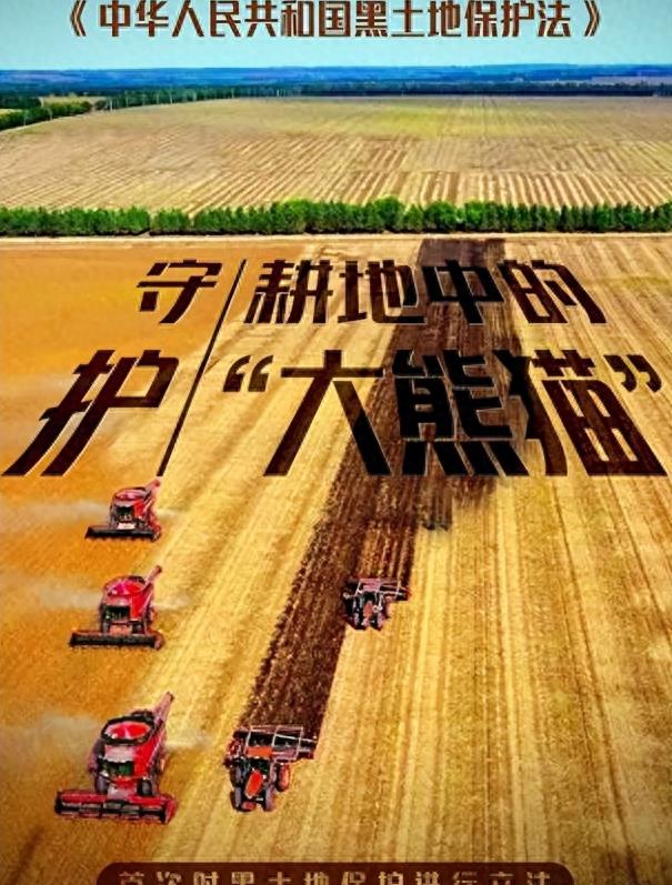 熊猫40年血泪史,大熊猫之殇