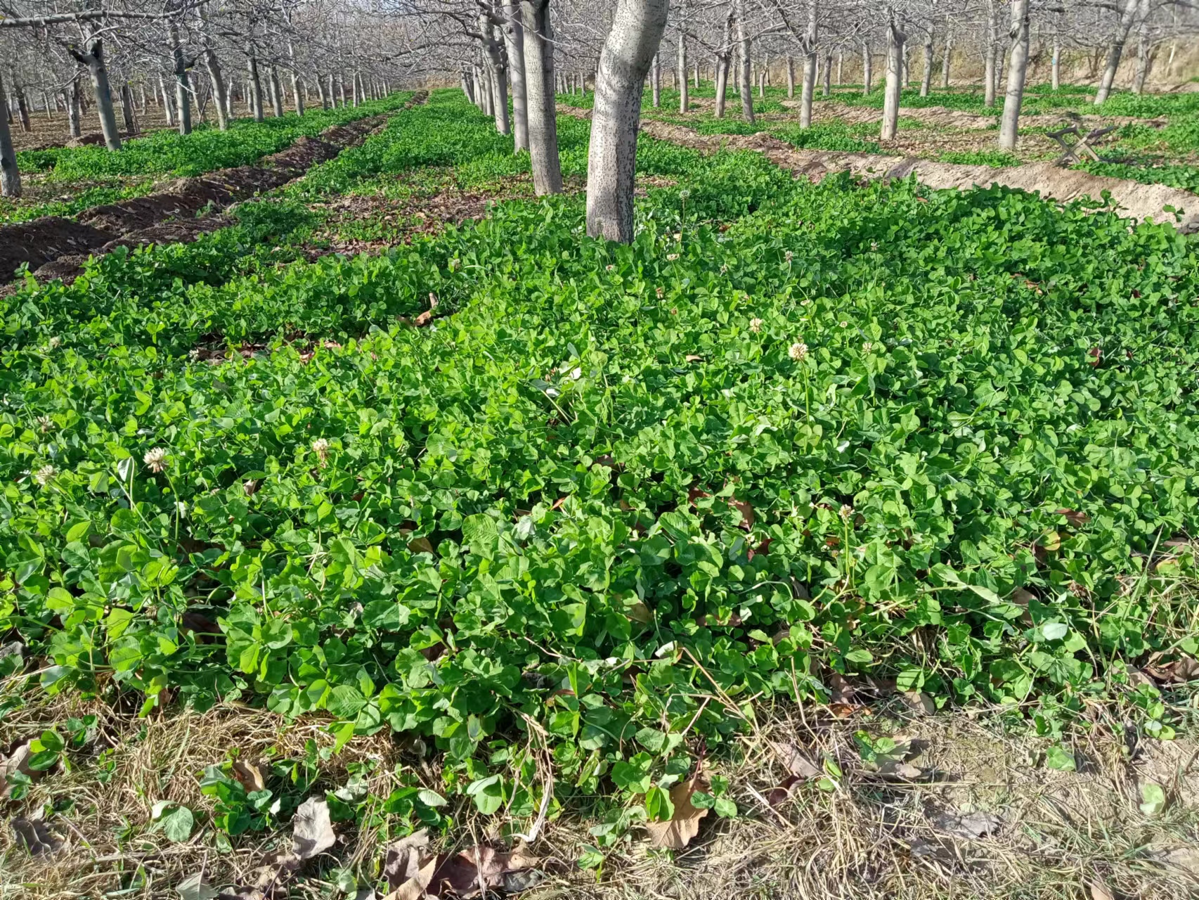 古树、土塔、苍柏、沟壑……