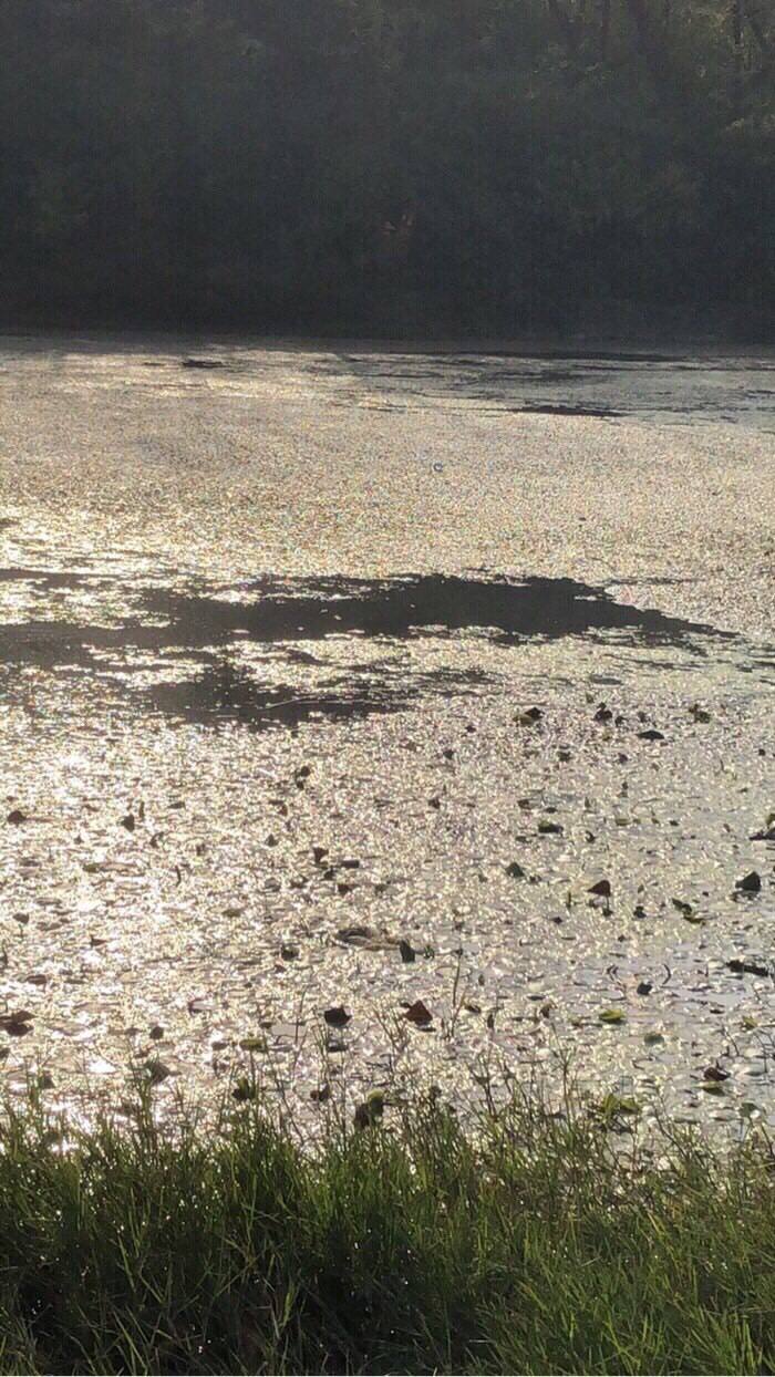 初春野钓鲫鱼最好的草洞钓法,草洞野钓鲫鱼技巧及方法